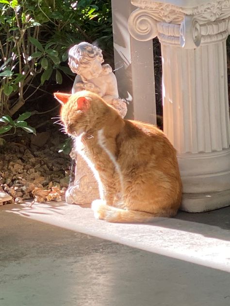 Sunshine Person Aesthetic, Japanese House Aesthetic, Cat In Sunlight, Aesthetic Sunrise, Slate Board, Animal Bedroom, Sleeping Kitten, Cat Comics, Orange Tabby Cats