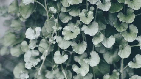 It’s a waterfall in a plant. Hands Gardening, Silver Falls Plant, Silver Plants, Silver Falls Dichondra, Silver Plant, Is It Too Late, Dirty Hands, Potted Plants Outdoor, Silver Falls