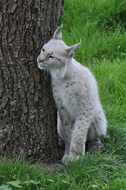 White Eurasian Lynx | Flickr - Photo Sharing! Lynx Lynx, Kat Haken, Eurasian Lynx, Albino Animals, Exotic Cats, Rare Animals, Pretty Animals, Cheetahs, Wildlife Animals