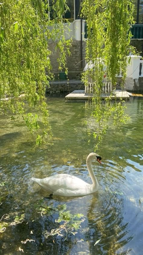 Swans In A Pond, Swan Wallpaper, Photograph Art, Pretty Views, Pretty Nature, Scenery Pictures, Wallpaper Nature Flowers, Pretty Landscapes, Spring Wallpaper