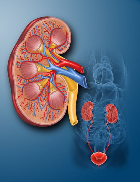 Kidney Illustration, Kidney Anatomy, Human Kidney, Benefits Of Sports, Garlic Benefits, Healthy Kidneys, Benefits Of Sleep, Cold Symptoms, Prenatal Care