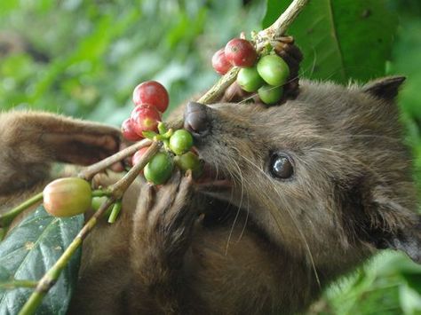 Poop, there it is: New test for exotic civet coffee - Scientists say they have found a unique chemical fingerprint of exotic civet coffee to verify that the rare and expensive Kopi Luwak is the real thing. Asian Palm Civet, Civet Coffee, Giant Water Lily, Expensive Coffee, Coffea Arabica, Coffee World, Image Cat, Need Coffee, Organic Coffee