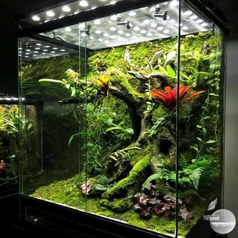 The #terrarium is both an object of #decoration and a #miniature #ecosystem. Original and full of #charm, it allows to #highlight the plants it houses. The particular conditions of culture (#humidity, #restricted space, #rare substrate) however imply some precautions. Burgundy Plants, Chameleon Terrarium, Crested Gecko Habitat, Dart Frog Vivarium, Gecko Vivarium, Bioactive Vivarium, Terrariums Diy, Tropical Terrariums, Snake Terrarium