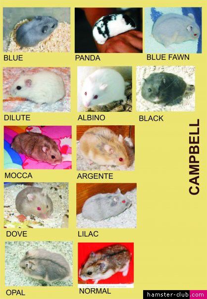 Cambell's dwarf hamster colors Albino Hamster, Hamster Colors, Campbell Hamster, Types Of Hamsters, Russian Hamster, Hamster Breeds, Hamster Stuff, Hamsters As Pets, Hamster Diy