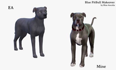 Bue PitBull Makeover (second version) Here is Gandalf, a friendly and very smart dog.. He could learn anything… If only he wanted to. cc used: . eyes by @cakenoodles . dogs nails by @sims4nexus . collar retextured by me, (you need @cakenoodles mesh) Download Gandalf here . do not reupload . do not claim as your own . please give credits if you post pictures (@blue-ancolia) . have fun !  :D click for hq Blue Ancolia, Staff Bull Terrier, Dogs Nails, Sims Pets, Sims Wallpaper, Learn Anything, Dog Collar Boy, Sims 4 Gameplay, Casas The Sims 4