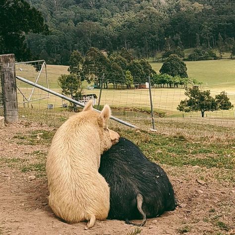 Suburban Home, Pig Farm, Farm Sanctuary, Pigs Fly, Pig Farming, Bedrooms Decor, Flying Pig, Animal Sanctuary, Master Bedrooms