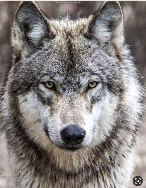 Wolf Face, A Wolf, Romania, Forest, Photography, Animals