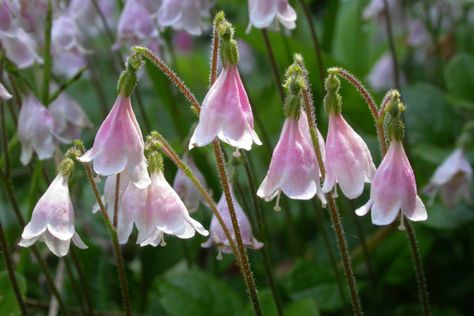 Door to Nature: The Swedish Twinflower - Door County Pulse Linnea Borealis, Alpine Flowers, City Flowers, Johanna Basford Coloring Book, Evergreen Plants, Ancient Tree, Door County, Forest Flowers, Hanging Flowers