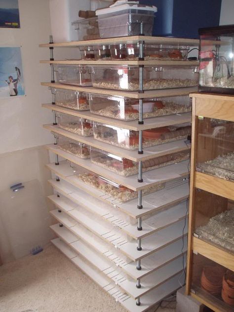 Adjustable Rack System It's smaller, but not what I  have in mind. Reptile Diy, Snake Rack, Reptile Rack, Gecko Cage, Snake Breeds, Snake Cages, Diy Snake, Diy Reptile, Snake Enclosure