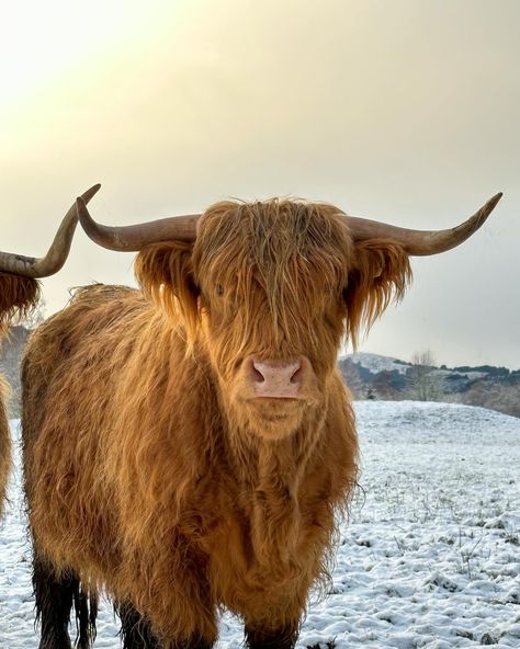 Scottish Winter Aesthetic, Isle Of Skye Winter, Scotland Winter Aesthetic, Unicorn Scotland, Scotland Nails, Scottish Highlands Winter, Scotland November, Portree Scotland, Scottish Aesthetic