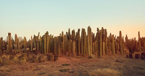 One of the Largest Cactus Farms in Africa - The New York Times https://www.nytimes.com/2017/09/18/t-magazine/travel/cactus-farm-morocco-desert.html Cactus In Desert, Ammak Cactus, Cactus In The Desert, Desert Cactus Background, Australia Nature, Cactus Farm, Moroccan Desert, Cactus Nursery, Morocco Desert