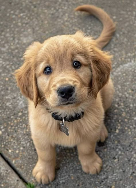 Golden Retriever Baby, Cute Dog Pics, Golden Puppies, Cute Dog Wallpaper, Dogs Images, Cute Dogs Images, Golden Retriever Puppies, Cute Dog Photos, Cute Animals Puppies