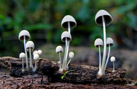 32 Weird & Wonderful Fungi & Mushroom Pictures - The Photo Argus Fungi Pictures, Spore Print, Mushroom Species, Types Of Fungi, Mushroom Grow Kit, Orange Mushroom, Mushroom Plant, Mushroom Pictures, Crystal Drawing