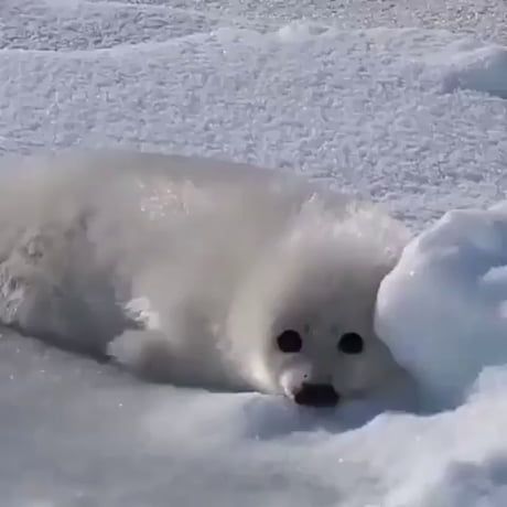 Harp Seal Pup, Funny Seals, Baby Harp Seal, Harp Seal, Cute Seals, Seal Pup, Baby Seal, 웃긴 사진, Silly Animals