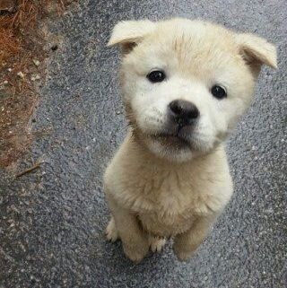 lost puppy... 귀여운 동물, Animals And Pets, Cute Pictures, Labrador Retriever, Labrador, Puppies, Lost, Dogs, Animals