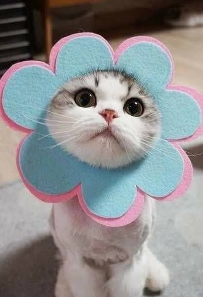 Cats In Hats, National Dress, Cute Kitties, Pet Day, I Love Cats, Cute Kittens, Kitty Cats, Cats Kittens, Cat Lady