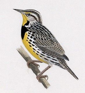 Meadowlark Western Meadowlark Watercolor, Western Meadowlark Drawing, Western Meadowlark Tattoo, Meadowlark Watercolor, Meadowlark Tattoo, Historical Illustrations, Western Meadowlark, Peace Poles, Harry Anderson