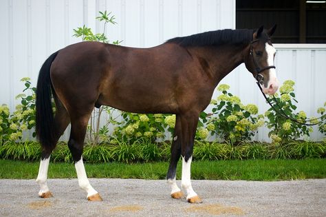 Belgian Warmblood, Liver Chestnut, Warmblood Horses, Horse Coats, Horse Info, Equestrian Helmet, Horse Inspiration, Bay Horse, Horse Dressage