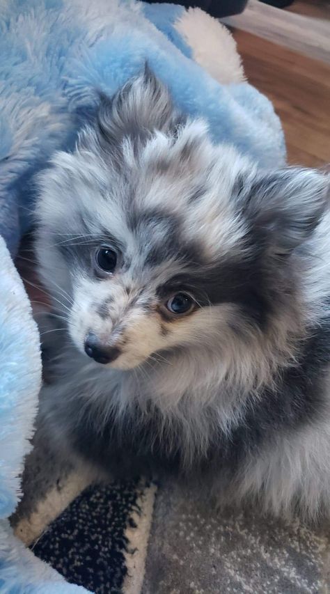 Pomeranian Cut, Blue Merle Pomeranian, Merle Pomeranian, Boy Dog Clothes, Big Dogs Breeds, Biggest Dog In The World, Dogs Tattoo, Biggest Dog, Cute Fluffy Dogs