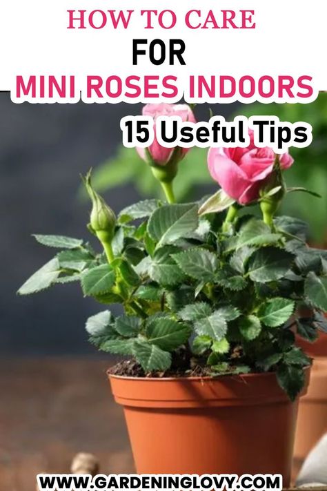 Indoor Roses, Rose Bush Care, Container Roses, Rose Plant Care, Miniature Roses, Rose House, Rose Care, Different Types Of Flowers, Lily Plants