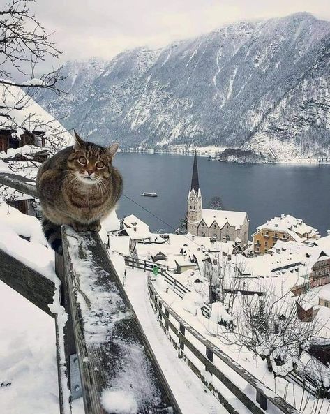 Hallstatt Austria, Curious Cat, Beautiful Cats, 귀여운 동물, Cat Photo, Crazy Cats, Cat Pics, Cat Love, Cool Cats