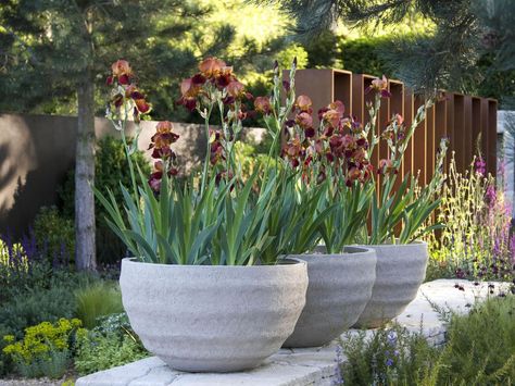 "You may have seen small decorative bulbs in pots at the nursery, but what about larger bulbs and tubers, like Iris and Dahlias? They can be grown successfully in pots as well. " Large Garden Pots, Growing Irises, Large Outdoor Planters, Fall Container Gardens, Garden Plant Pots, Large Flower Pots, Flower Pots Outdoor, Flower Pot Garden, Garden Containers