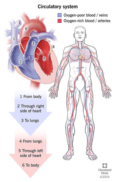 Your circulatory system, or cardiovascular system, supplies oxygen and nutrients to your whole body and removes waste through your blood. Your heart pumps blood that flows through your arteries, veins and capillaries. These blood vessels and your heart form your circulatory system. They work together to ensure your cells have what they need. Arteries Anatomy, Human Circulatory System, Vascular System, Vein Thrombosis, Arteries And Veins, Heart Rhythms, Heart Pump, Medical Illustrations, Heart And Lungs