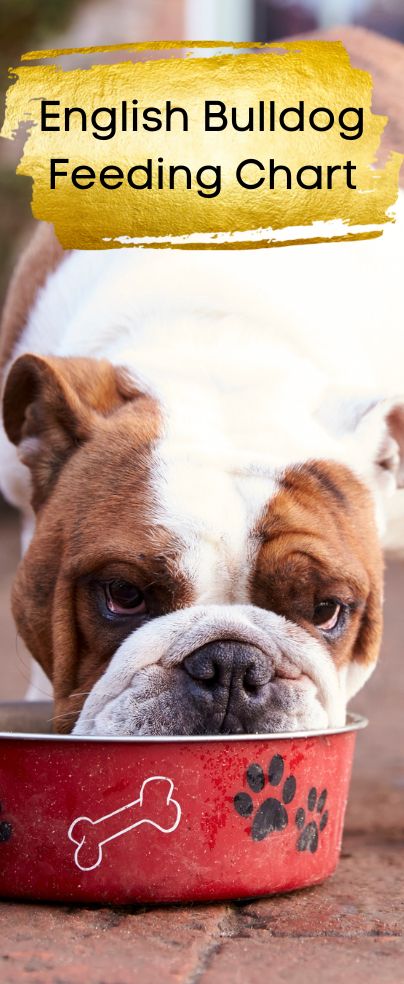 Bulldog Recipe, Dog Food Recipes Crockpot, English Bulldog Care, Puppy Schedule, Best Puppy Food, Olde English Bulldogge, Make Dog Food, Medication For Dogs, Bulldog Breeds