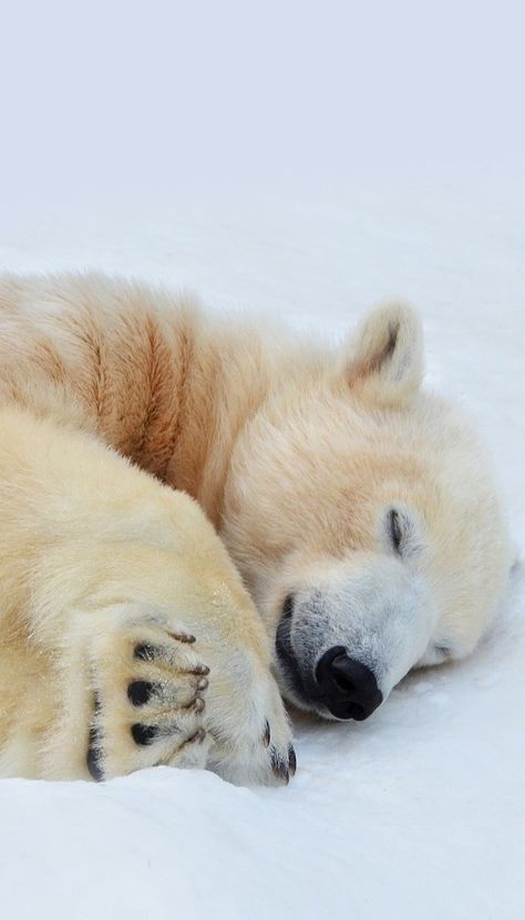 Paul Nicklen Photography, Polar Bears Wallpaper, Polar Bear Aesthetic Wallpaper, Polar Bear Background, Polar Bear Wallpaper Iphone, Polar Bear Aesthetic, Paul Nicklen, Polar Bear Wallpaper, Wallpaper Samsung