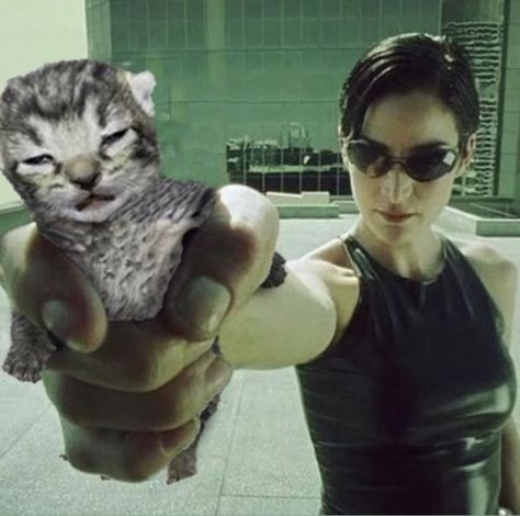 trinity from the matrix hold little cat like gun Joe Black, 밈 유머, Silly Cats Pictures, 웃긴 사진, Silly Animals, Funny Cute Cats, Silly Cats, Pretty Cats, Really Funny Pictures