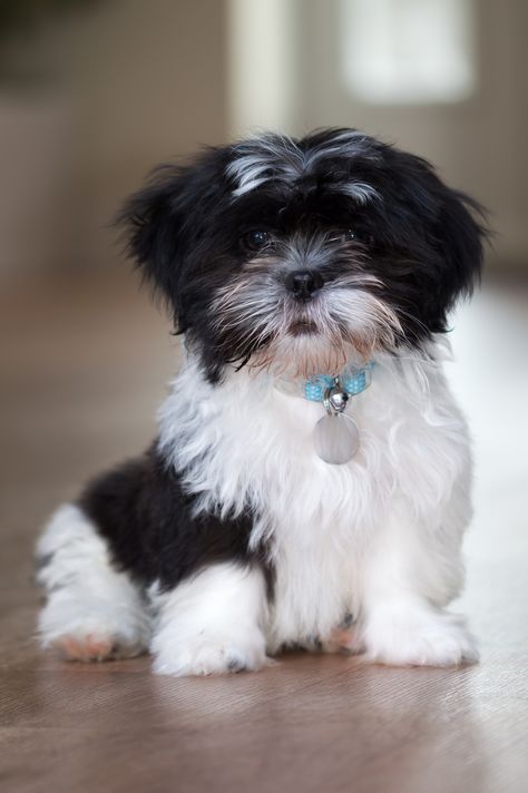 Baby Shih Tzu, Perro Shih Tzu, Labrador Retriever Puppies, Black And White Dog, Shih Tzu Puppy, Shih Tzu Dog, White Dog, Lhasa, Shih Tzus