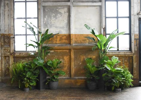 Stage Plants Decoration, Plant Wedding Alter, Potted Plants Wedding Ceremony, House Plant Wedding, Houseplant Wedding, Plant Themed Wedding, Majesty Palm, Wedding Plants, Wedding Alters