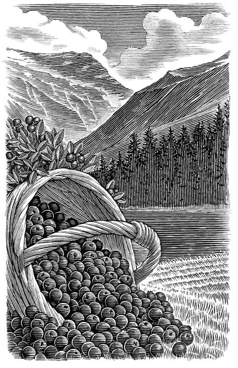 Scratchboard Artists, Scratchboard Illustration, Woodcut Art, Scratchboard Art, Art Fruit, Pen Art Drawings, Zen Doodle Art, Engraving Illustration, Scratch Art