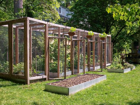 Squirrel Proof Garden, Garden Enclosure Ideas, Fenced Vegetable Garden, Covered Garden, Veg Garden, A Squirrel, Vegetable Garden Design, Food Garden, Fruit Garden