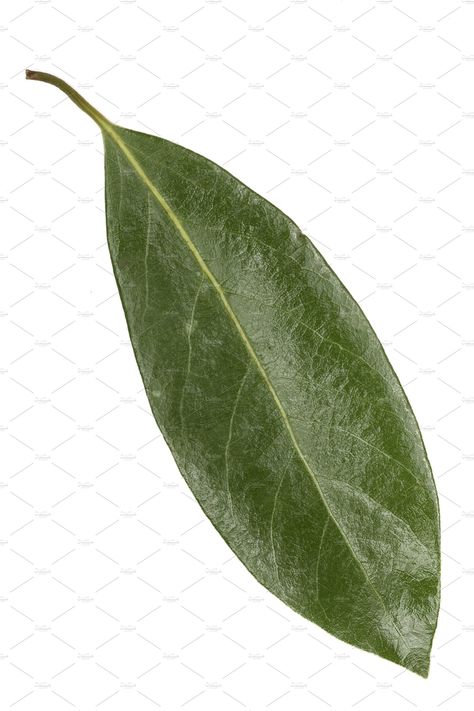 laurel leaf isolated on white background. Fresh bay leaves. Top view by NataPhoto on @creativemarket Vbs 2023, Laurel Leaf, Laurel Leaves, Leaf Drawing, Bay Leaf, Bay Leaves, 3d Artwork, Small Leaf, Art References