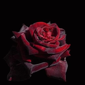 Günaydın GIF - Günaydın Gül GIFs Good Morning Rose Gif, Gif Flores, Beau Gif, Rosé Gif, Morning Rose, Rose Belle, Good Morning Roses, Gif Photo, Rose Images