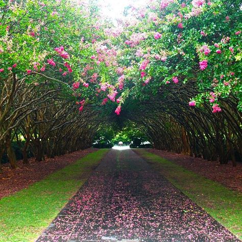 Texas Flowers, Dallas Things To Do, Dallas Engagement Photos, Visit Dallas, Retro Interior Design, Dallas Arboretum, Tree Garden, Botanical Gardens Wedding, Concrete Steps