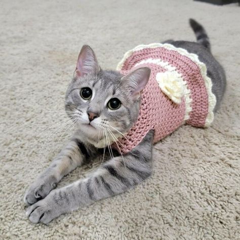 Kitten Sweater, Cat Playground, Cats Products, Crochet Dresses, Cat Dresses, Cat Hat, Crochet Stuff, Crochet Dog, Cat Diy