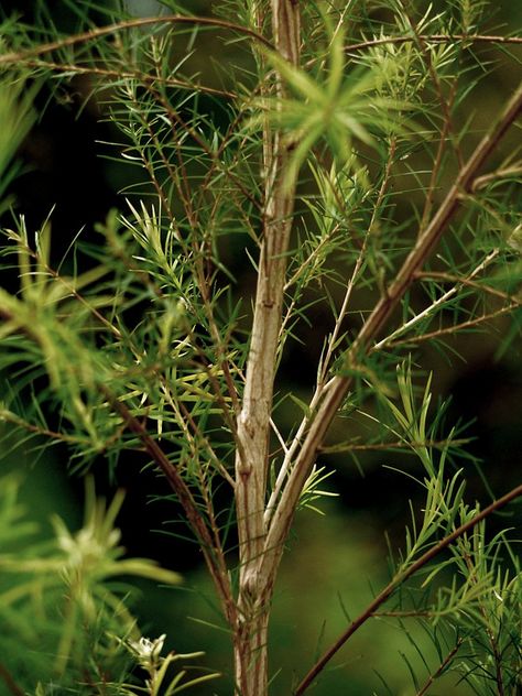 Tea Tree Oil (Melaleuca alternifolia) Melaleuca Plant, Glasgow Botanic Gardens, Plant Help, Melaleuca Alternifolia, Tea Tree Essential Oil, Potting Soil, Tree Oil, Tea Tree Oil, Tea Tree