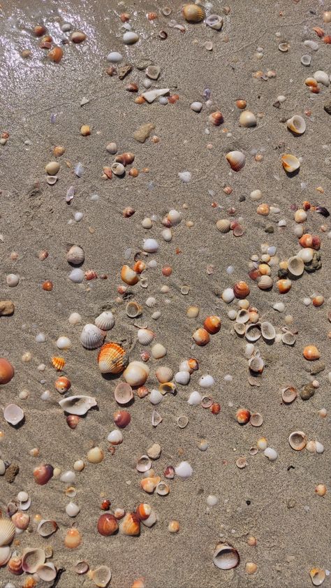 Beach Side Photos, Beach Sea Shells Aesthetic, Uae Landscape, Shells On Beach, Shells At The Beach, Candy Shoot, Seashells On The Beach, Beach Dessert, Mermaid Parade