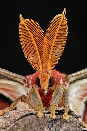 Male Atlas Moth (Attacus atlas) Creepy and weird that these are the 2 names that we are considering for baby (Atticus and Atlas). Moth Costume, Attacus Atlas, Poodle Moth, Giant Moth, Cute Moth, Bug Bite, Atlas Moth, Cool Insects, Yunnan China