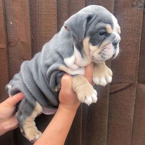 Funny Bulldog, Baby Bulldog, Cute Bulldog Puppies, Very Cute Puppies, Bulldog Puppies For Sale, Bulldog Funny, Cute Bulldogs, English Bulldog Puppies, Cute Animals Puppies