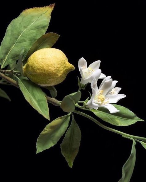 Resimlerin Dili Flor Tattoo, Raindrops And Roses, Fruit Photography, Fruit Painting, Floral Photography, Lemon Tree, Still Life Art, Fruit Art, Still Life Painting