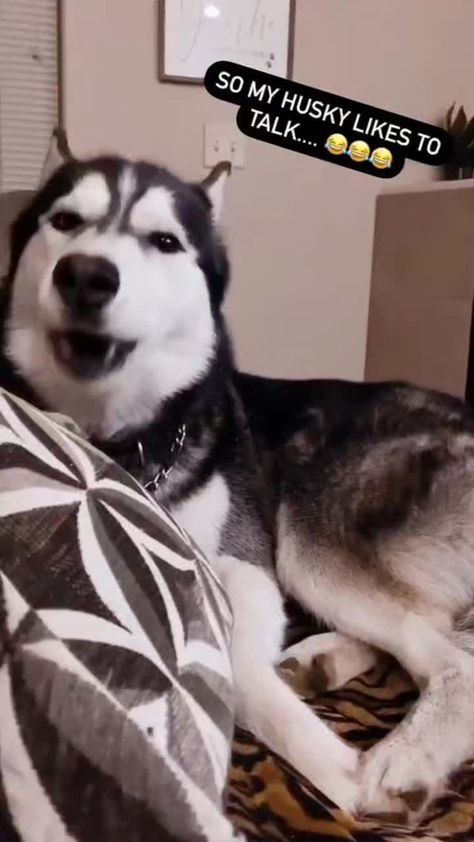 He’s singing his favorite song! TikTok credit @leo.husky Funny Husky, Funny Talking, White Husky, Talking Dog, Husky Funny, My Husky, Favourite Song, Cute Animals Puppies, Very Cute Dogs