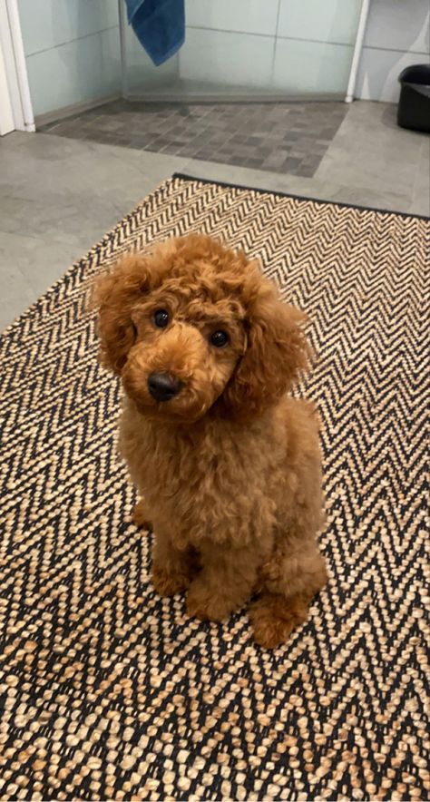 Red Miniature Poodle, Teddy Bear Poodle, Miniature Poodle Puppy, Miniature Poodle, Poodle Puppy, Teddy Bear, Puppies, Red