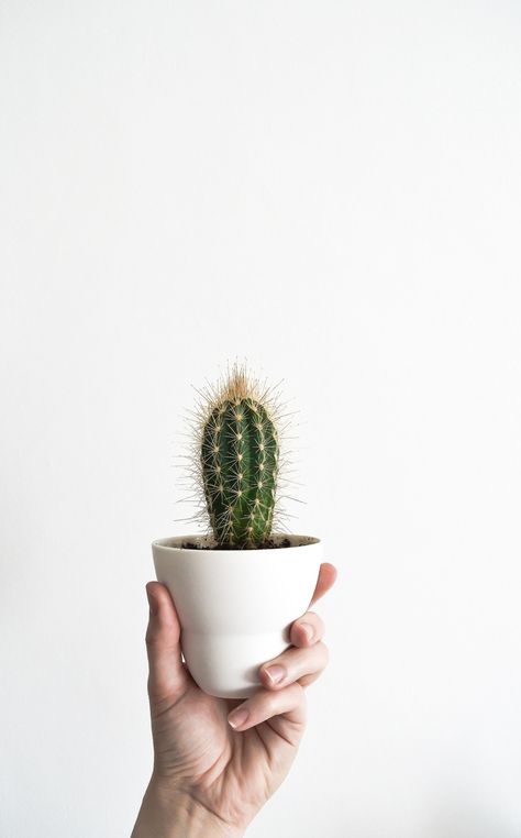 house plant of the month Cacti Kaktus Dan Sukulen, Cactus House Plants, Making Plant Pots, Cactus Care, Small Cactus, House Plants Decor, Low Maintenance Plants, Indoor Plant Pots, Cactus Garden