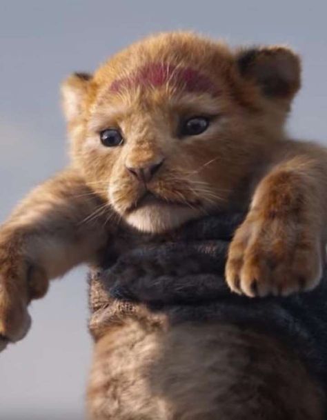 La bande-annonce du nouveau « Roi Lion » va vous faire retomber en enfance ! Jd Mccrary, Films Disney, Young Simba, Simba Lion, Lion King Drawings, Lion King Pictures, Lion King Movie, Il Re Leone, Roi Lion