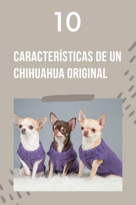 Aprende todas las características de los chihuahuas de raza pura. Chihuahua Mini Toy, Mini Chihuahua, Chihuahua, Snoopy