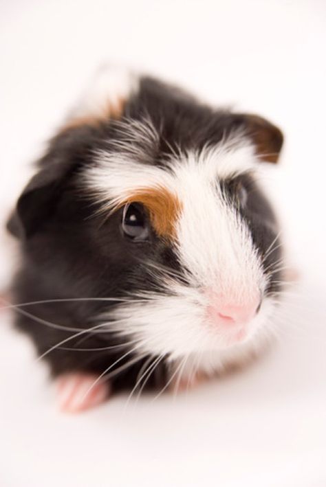 ... Guinea Pig Information, Pig Habitat, Guinea Pig Breeding, Guinea Pig Diy, Pig Care, Pig Breeds, Guinea Pig Food, Guinea Pig Accessories, Pig Food