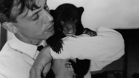 David Attenborough 1956 Young David Attenborough, David Attenborough Aesthetic, David Attenborough Young, Sun Bear, David Attenborough, Bear Cub, Future Career, Bear Cubs, Fit Men